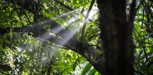 Panama, parc national Soberania. Forêt tropicale. Rayon de lumière. 12 septembre 2015 © Willy Blanchard