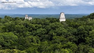 Site archéologique Maya de Tikal. Vue depuis le temple 4 sur les temples I, II et III. Star Wars. 16 septembre 2010 © Willy Blanchard