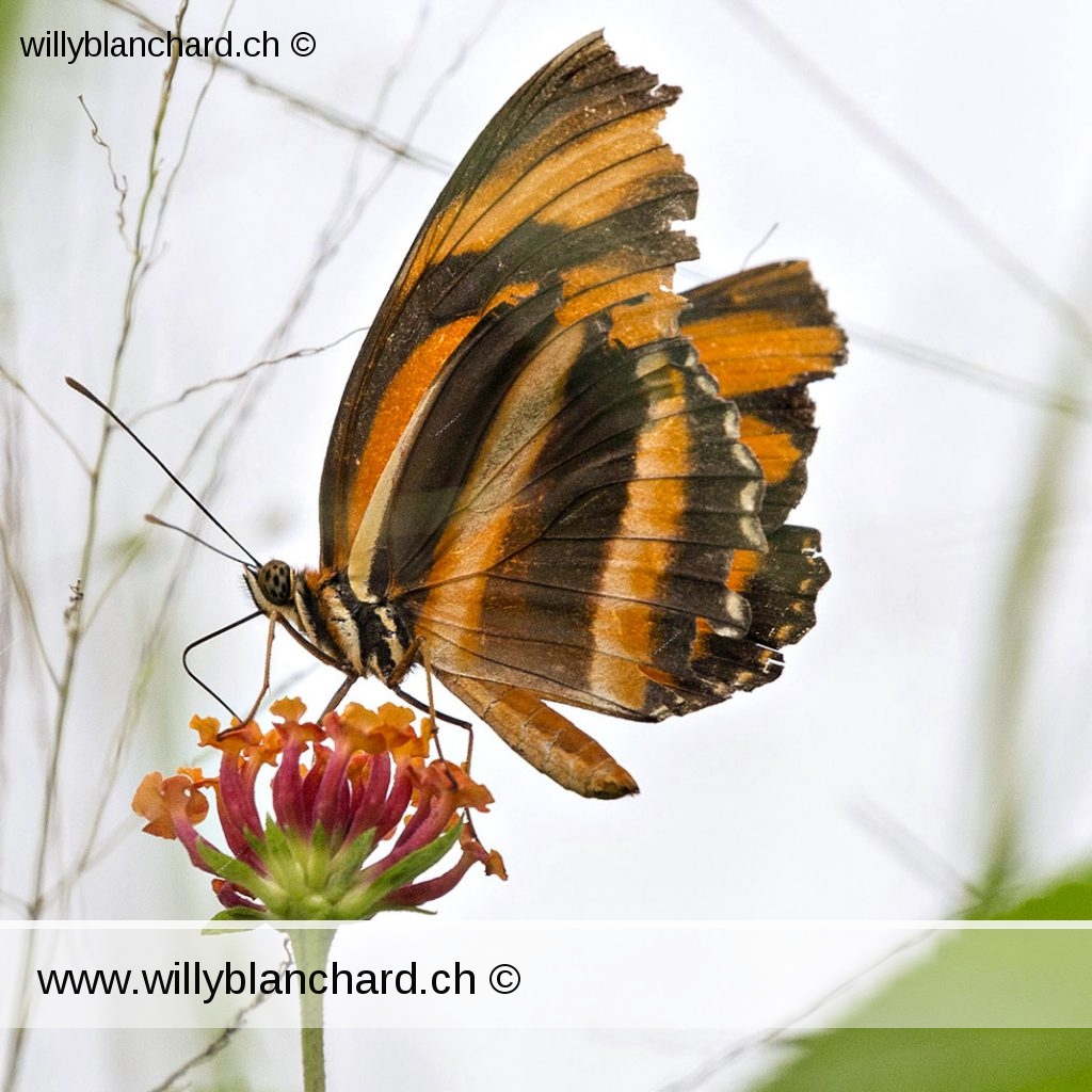 Panama, parc national Soberania, Papillon sur une fleur. 11 septembre 2015 © Willy Blanchard