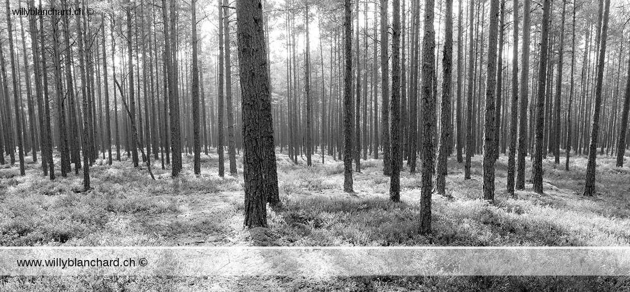 Lettonie, Engure. Forêt d' Engure. © Willy Blanchard