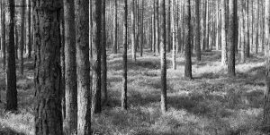 Lettonie, Engure. Forêt d'Engure. 29 septembre 2007 © Willy Blanchard