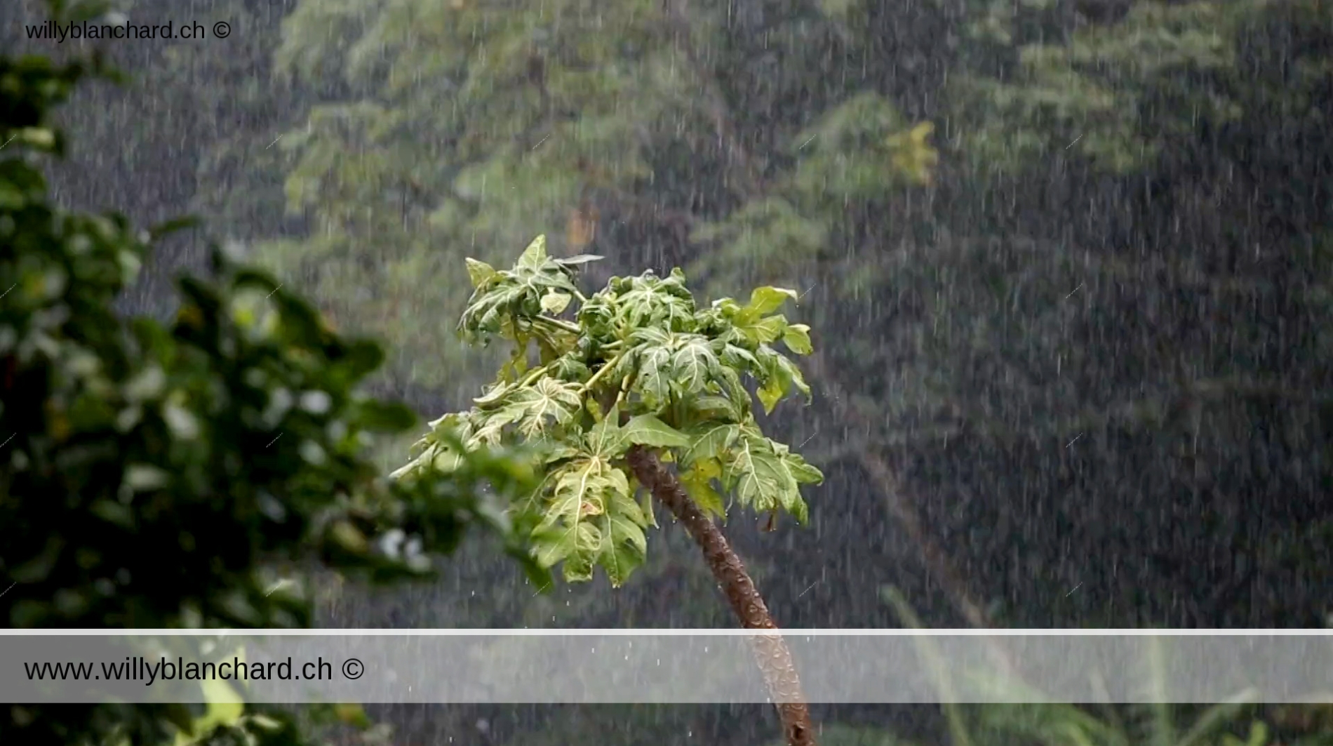 Panama, Chiriqui, Boquete. Vidéo de pluie tropicale. 19 septembre 2015 © Willy Blanchard