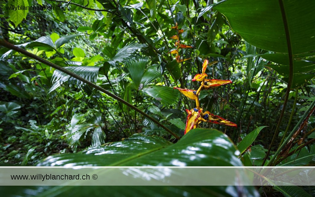 Panama, Colon, Portobelo. Forêt tropicale en bordure de Portobelo. Fleurs. 10 septembre 2015 © Willy Blanchard