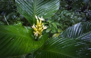 Panama, Colon, Portobelo. Forêt tropicale en bordure de Portobelo. Fleurs du Panama. 10 septembre 2015 © Willy Blanchard