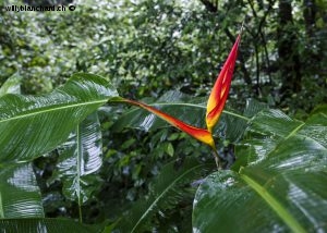 Panama, Colon, Portobelo. Forêt tropicale en bordure de Portobelo. Fleurs du Panama, 10 septembre 2015 © Willy Blanchard