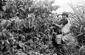 Colombie, Quindio, Quimbaya. Plantation de caféier. Septembre 1992 © Willy Blanchard