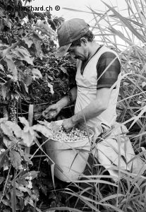 Colombie, Quindio, Quimbaya. Plantation de caféier. Septembre 1992 © Willy Blanchard