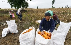 Thaïlande, Tak, les environs de Mae Sot. Récolte de maïs orange OGM