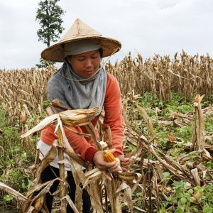Thaïlande, Tak, les environs de Mae Sot. Récolte de maïs orange OGM. 20 septembre 2011 © Willy Blanchard