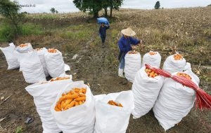 Thaïlande, Tak, les environs de Mae Sot. Récolte de maïs orange OGM. 20 septembre 2011 © Willy Blanchard
