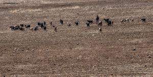 Jordanie. Berger et son troupeau de chèvres, banlieue de Madaba. 25 septembre 2009 © Willy Blanchard
