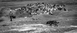 Moldavie, Glodeni, Cobani. Troupeau de chèvres et de moutons. Bergers