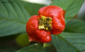 Panama, parc national Soberania (Parque nacional Soberania). Fleur, (hot lips). 12 septembre 2015 © Willy Blanchard