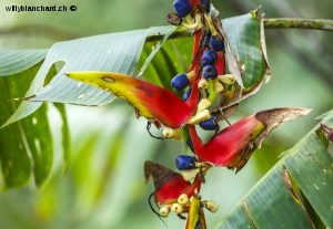 Panama, parc national Soberania (Parque nacional Soberania). Fleur. 12 septembre 2015 © Willy Blanchard