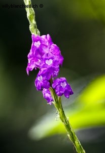 Panama, parc national Soberania (Parque nacional Soberania). Fleur. 13 septembre 2015