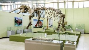 Guatemala, Zacapa, Estanzuela. Museo de paleontologia arqueologia y geologia, Estanzuela. Fondation Roberto Woolfolk Saravia. Squelette de mammouth. 10 septembre 2010 © Willy Blanchard