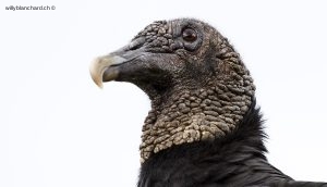 Panama, Colón, Portobelo. Urubu noir, Black vulture, Vautour noir. 8 septembre 2015