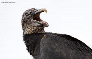 Panama, Portobelo. Black vulture. Urubu noir. Coragyps atratus. Vautour. 8 septembre 2015 © Willy Blanchard