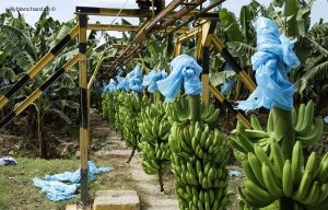 Guatemala, Izabal, Quiriguá. Plantation de banane. 9 septembre 2010 © Willy Blanchard