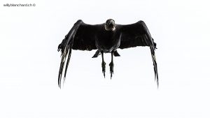 Panama, parc Soberania. Urubu noir, Black vulture. Coragyps atratus. Vautour noir. 13 septembre 2015
