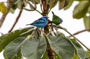 Panama, parc Soberania. Une paire de Dacnis bleu, Blue Dacnis. 13 septembre 2015