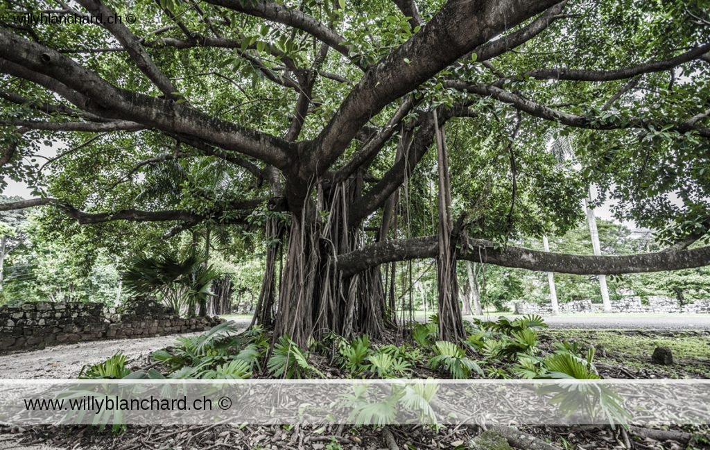 Panama, Panama Viejo. Vieil arbre. Traitement de l'image personnalisé. 2 septembre 2015