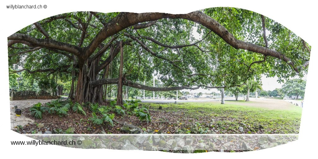 Panama, Panama Viejo. Vieil arbre. Montage de 5 images. 2 septembre 2015 Panama, Panama Viejo. Vieil arbre. Montage de 5 images. 2 septembre 2015