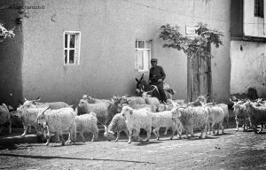 Turquie, Çorum, Sungurlu. Berger, troupeau de chèvres. Juillet 1988 © Willy Blanchard