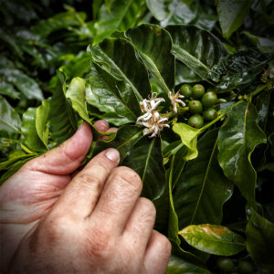 Panama, Chiriqui, Boquete. Finca Don Alfredo. "La Milagrosa". Plantation de café. La fleur du caféier. 18 septembre 2015 © Willy Blanchard