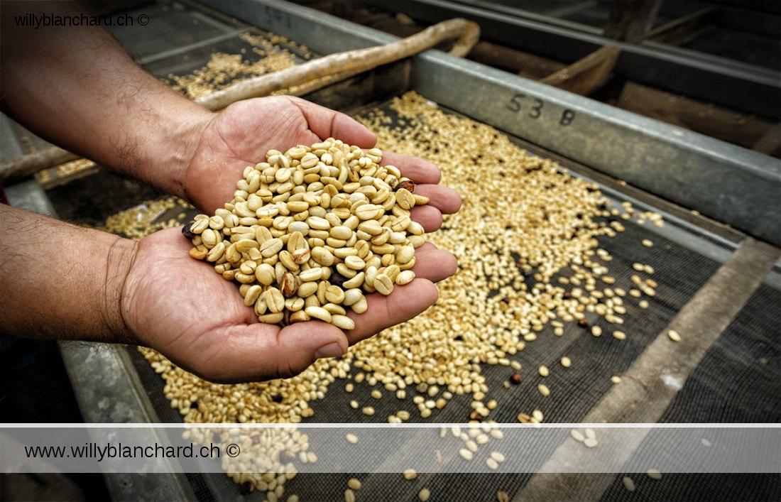 Panama, Chiriqui, Boquete. Finca Don Alfredo. Plantation de café. séchage des grains de café. 18 septembre 2015 © Willy Blanchard