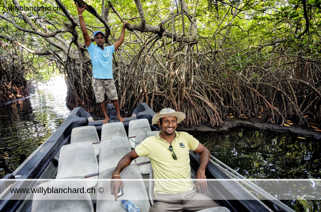 Sri Lanka, Balapitiya, Madu River. Balade en canot sur la rivière Madu, dans la mangrove. WAP Lalantha, guide de voyage francophone. 6 septembre 2018 © Willy Blanchard