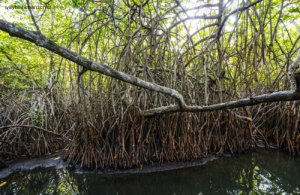 Sri Lanka, Balapitiya, Madu River. Balade dans la mangrove. 6 septembre 2018 © Willy Blanchard