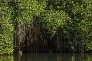 Sri Lanka, Balapitiya, Madu River. Balade dans la mangrove. 6 septembre 2018 © Willy Blanchard