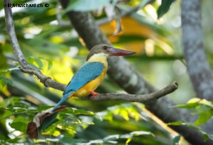 Sri Lanka, Balapitiya, Madu River. Martin-chasseur gurial (Stork-billed kingfisher). 6 septembre 2018 © Willy Blanchard