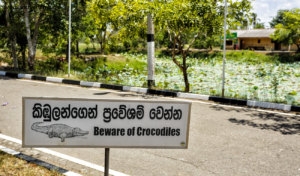 Sri Lanka, site historique de Anuradhapura. Jardin d'agrément royaux, Royal Park. "Beware of Crocodiles". 22 septembre 2018 © Willy Blanchard 