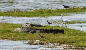 Sri Lanka, parc national Minneriya. Attention aux crocodiles. 16 septembre 2018 © Willy Blanchard