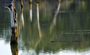 Sri Lanka, parc national de Yala. Attention aux crocodiles. 10 septembre 2018 © Willy Blanchard