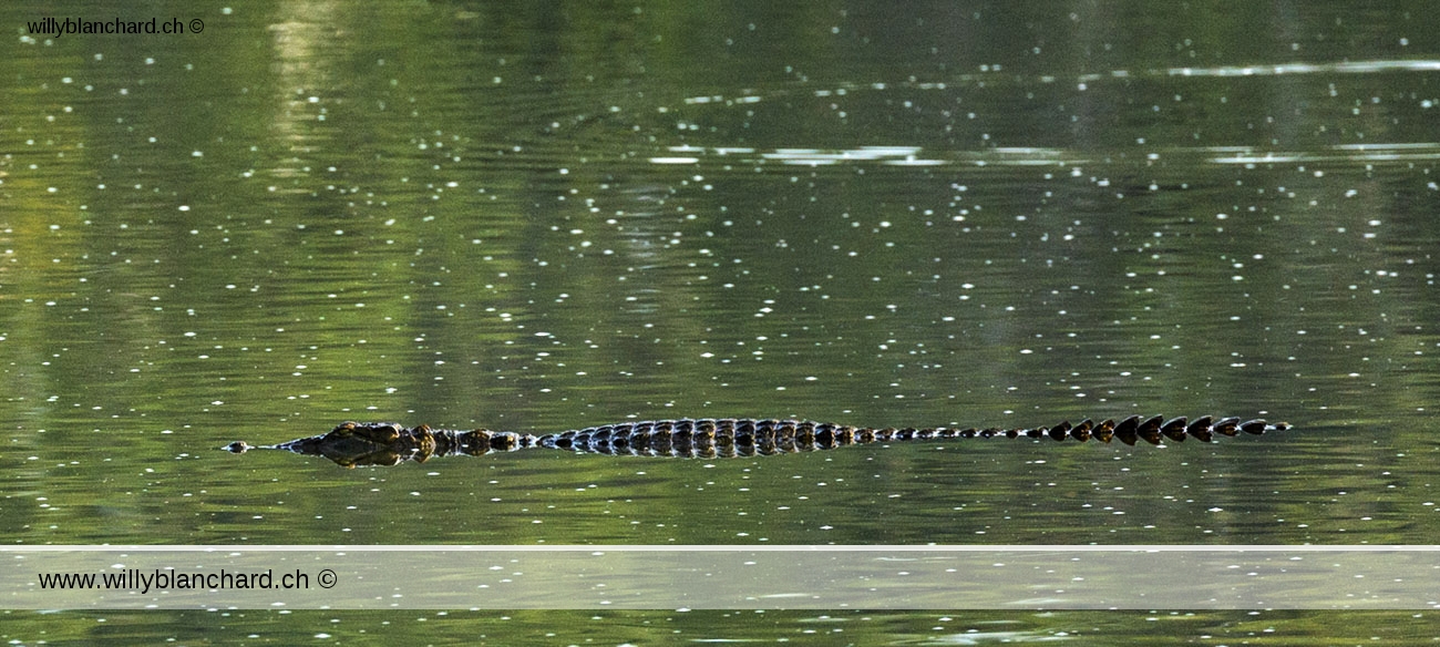 Sri Lanka, parc national de Yala. Attention aux crocodiles. 10 septembre 2018 © Willy Blanchard