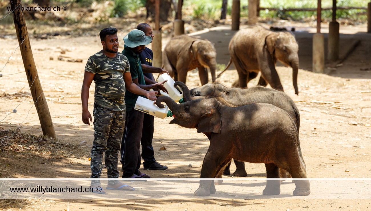 Sri Lanka. Uda Walawe. Orphelinat des éléphants. 9 septembre 2018 © Willy Blanchard
