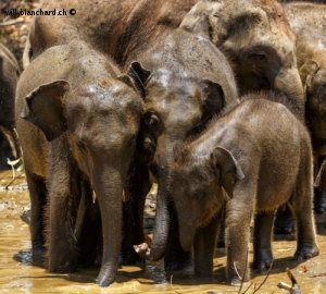 Sri Lanka. Uda Walawe Elephant Transit Home. Orphelinat des éléphants. 9 septembre 2018 © Willy Blanchard