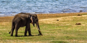 Sri Lanka. Uda Walawe. Éléphant avec des défenses. 9 septembre 2018 © Willy Blanchard