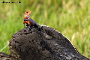 Sri Lanka, parc national Minneriya. Reptile, lézards du Sri Lanka. Calotes calotes. 16 septembre 2018 © Willy Blanchard