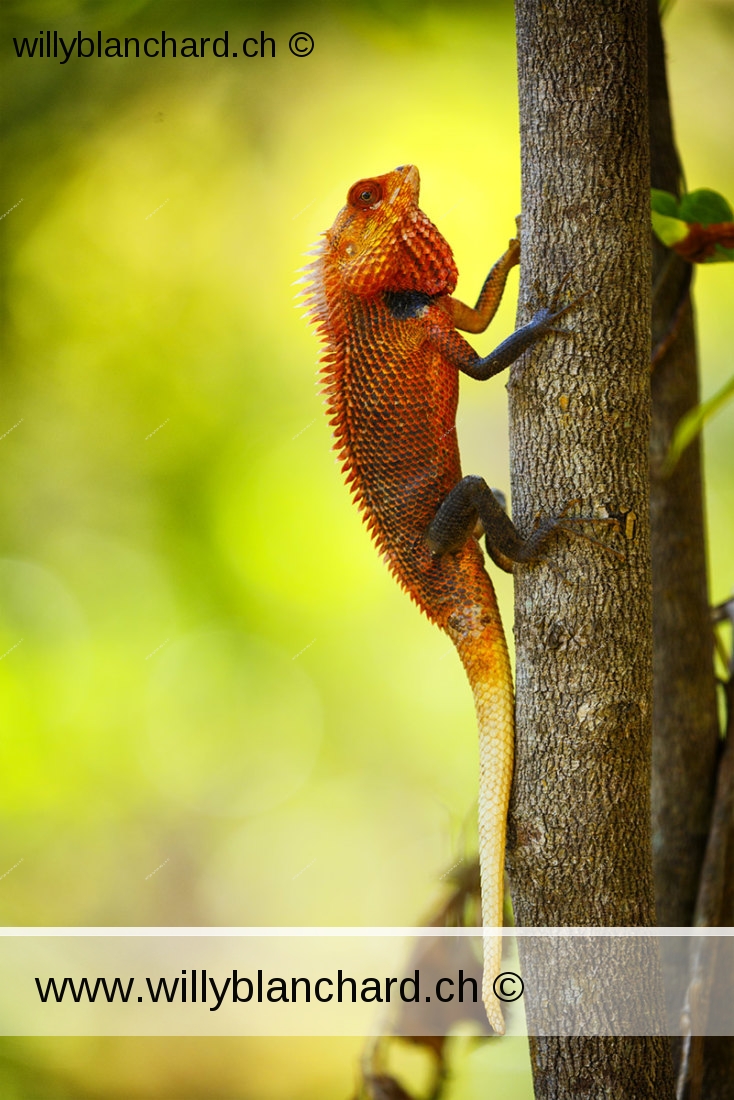 Sri Lanka, Habarana. Lodge Villa Habarana. Reptile. Lézards du Sri Lanka. Calotes calotes. 17 septembre 2018 © Willy Blanchard