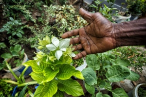 Sri Lanka. Portrait d'un fleuriste sur la route d'Ella. 10 septembre 2018 © Willy BLANCHARD