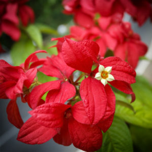 Sri Lanka. Portrait d'un fleuriste sur la route d'Ella. Fleurs. 10 septembre 2018 © Willy BLANCHARD