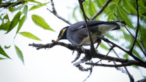 Sri Lanka, Tissamaharama. Lakeside Walkway. Martin triste, Common myna, Acridotheres tristis. 9 septembre 2018 © Willy BLANCHARD