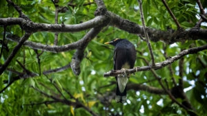 Sri Lanka, Tissamaharama. Martin triste, Common myna, Acridotheres tristis. 9 septembre 2018 © Willy BLANCHARD