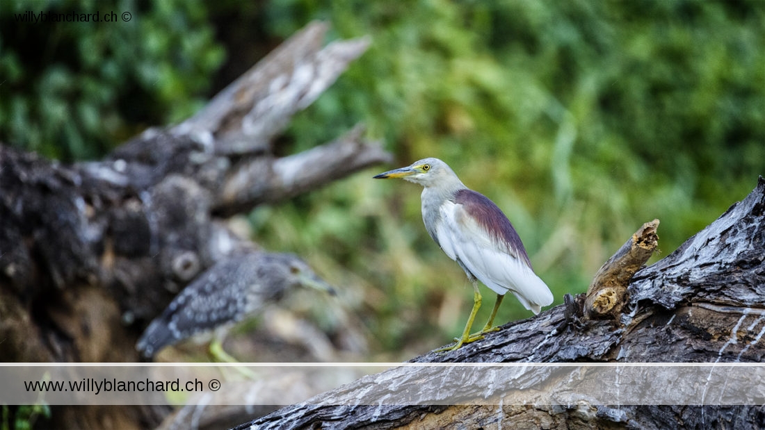 Sri Lanka, Tissamaharama. Lakeside Walkway. Crabier de Gray, Indian pond heron, Ardeola grayii. 9 septembre 2018 © Willy BLANCHARD