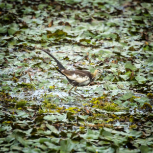 Sri Lanka, Tissamaharama. Jacana à longue queue, Pheasant-tailed jacana, Hydrophasianus chirurgus. 9 septembre 2018 © Willy BLANCHARD