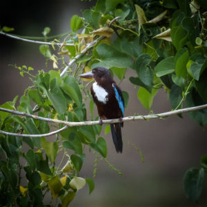 Sri Lanka, Tissamaharama. Lakeside Walkway. Martin-chasseur de Smyrne, White-throated kingfisher, Halcyon smyrnensis. 9 septembre 2018 © Willy BLANCHARD